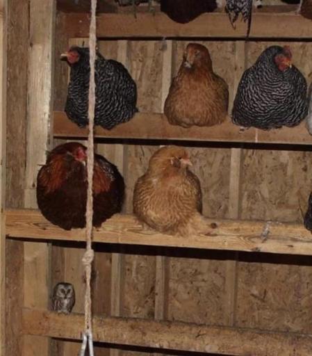 Chickens perched on rows of wood perches, but all by itself in the lower left row is a tiny saw-whet owl.
