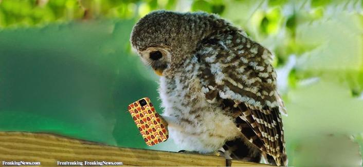 Owl looking at its foot, but someone's edited a smartphone onto it.

Watermark: FreakingNews.com