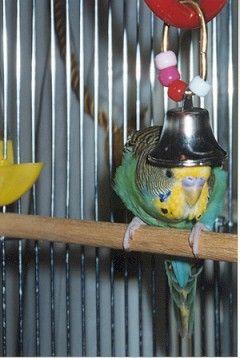 Parakeet wearing the hanging bell as a hat.