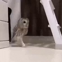 Gif of an owl walking in a sneaky manner.