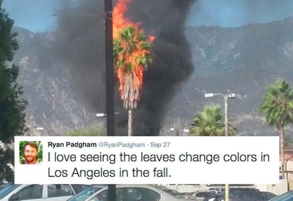 Image of a palm tree on fire, over the bottom of which is a post by Ryan Padgham (platform unknown) reading: I love seeing the leaves change colors in Los Angeles in the fall.