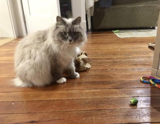 A long-haired cat, age 8, is looking intently at the camera in anticipation of a Brussels sprout being rolled in her direction where she would pounce on it and give it a hulk smash. There is already one of the unfortunate veggie a few inches from her. She has white fur on most of her body, top of head and paws. Shades of grey are in her ears, face, and legs. Also on the floor are a torn up paper bag, multi-colored yarn , I’m in the back, a toy pickle.